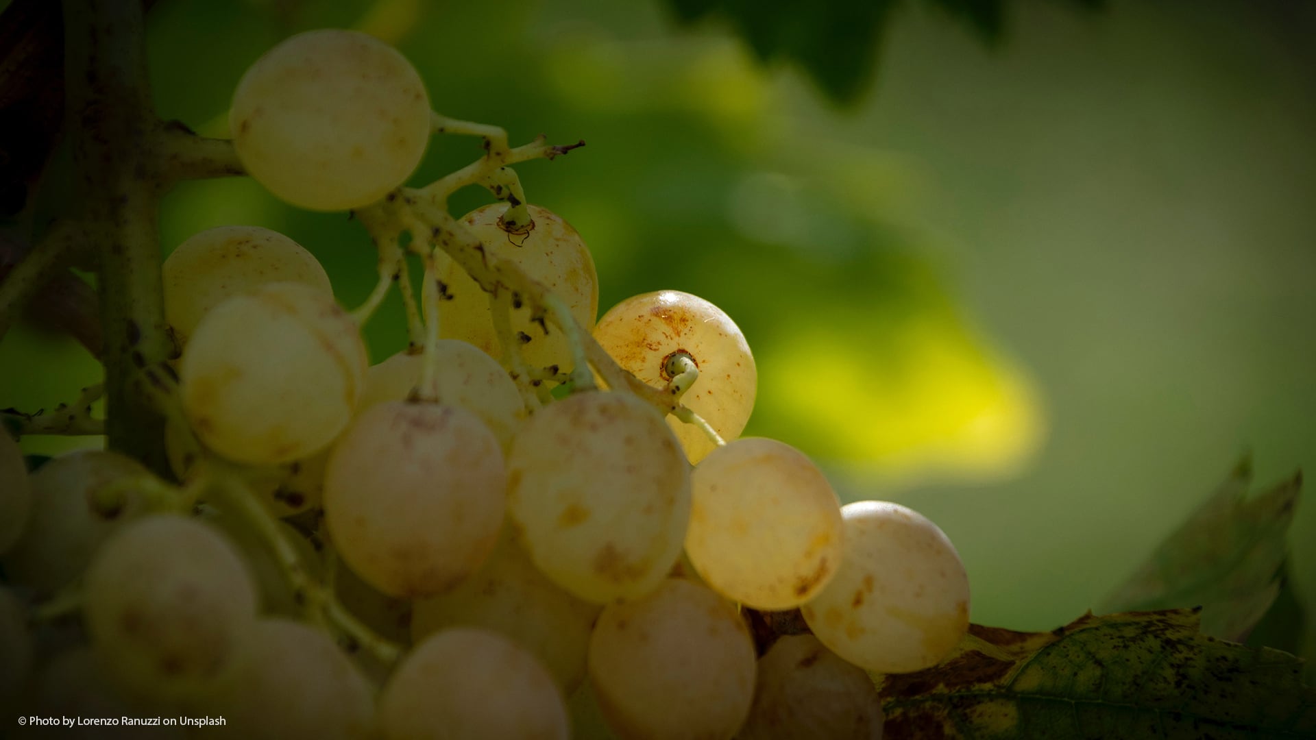 Principales tipos de uva para hacer vino blanco en la Tierra de Cádiz.jpg