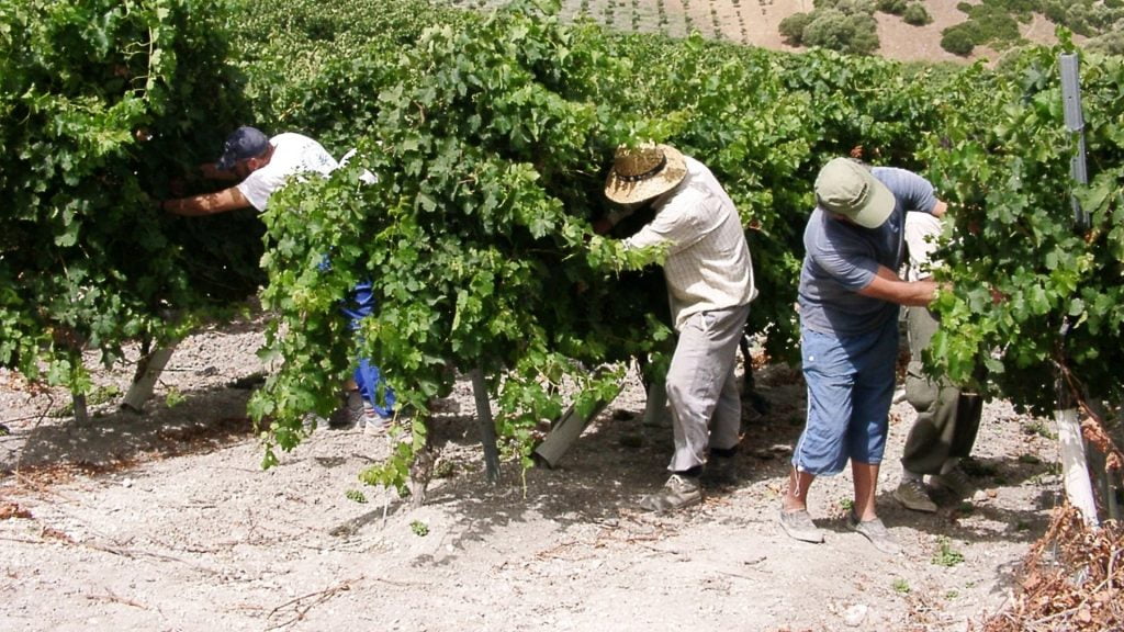 Tipos de suelos del Marco de Jerez