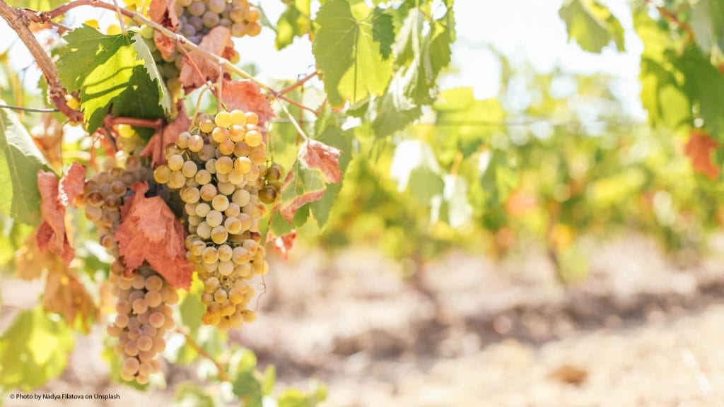 Características de la variedad de uva Palomino