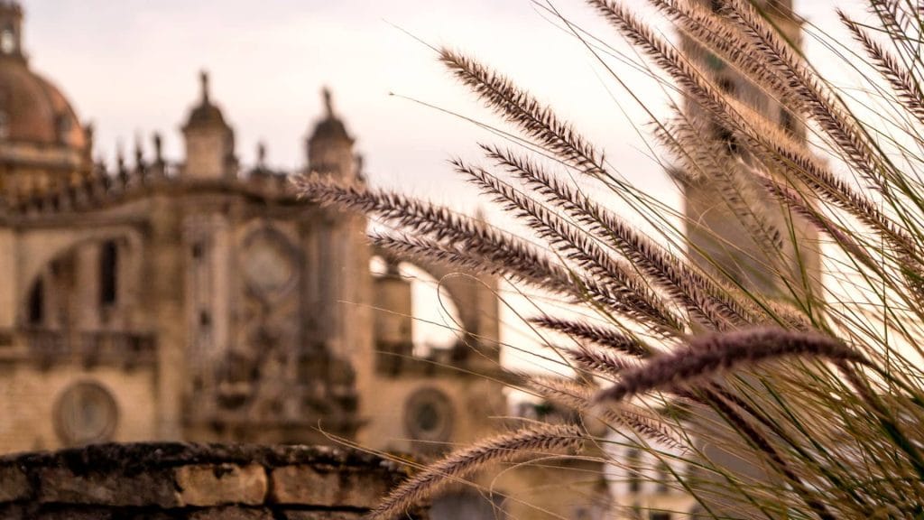 La variedad de uva Palomino, propia de Jerez de la Frontera