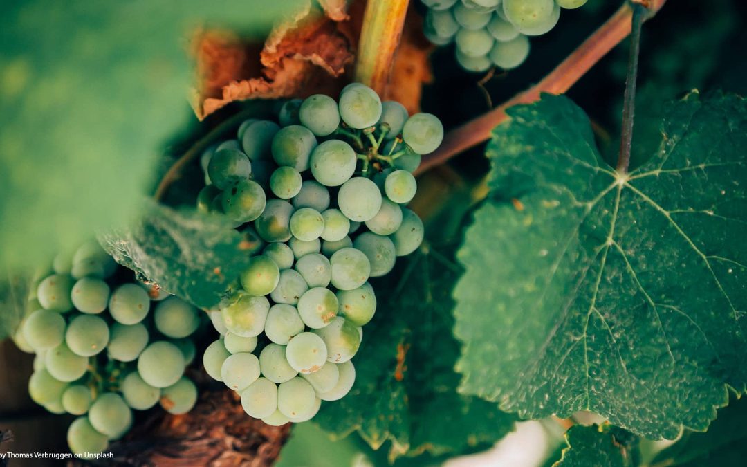 Palomino: la variedad de uva reina del Marco de Jerez