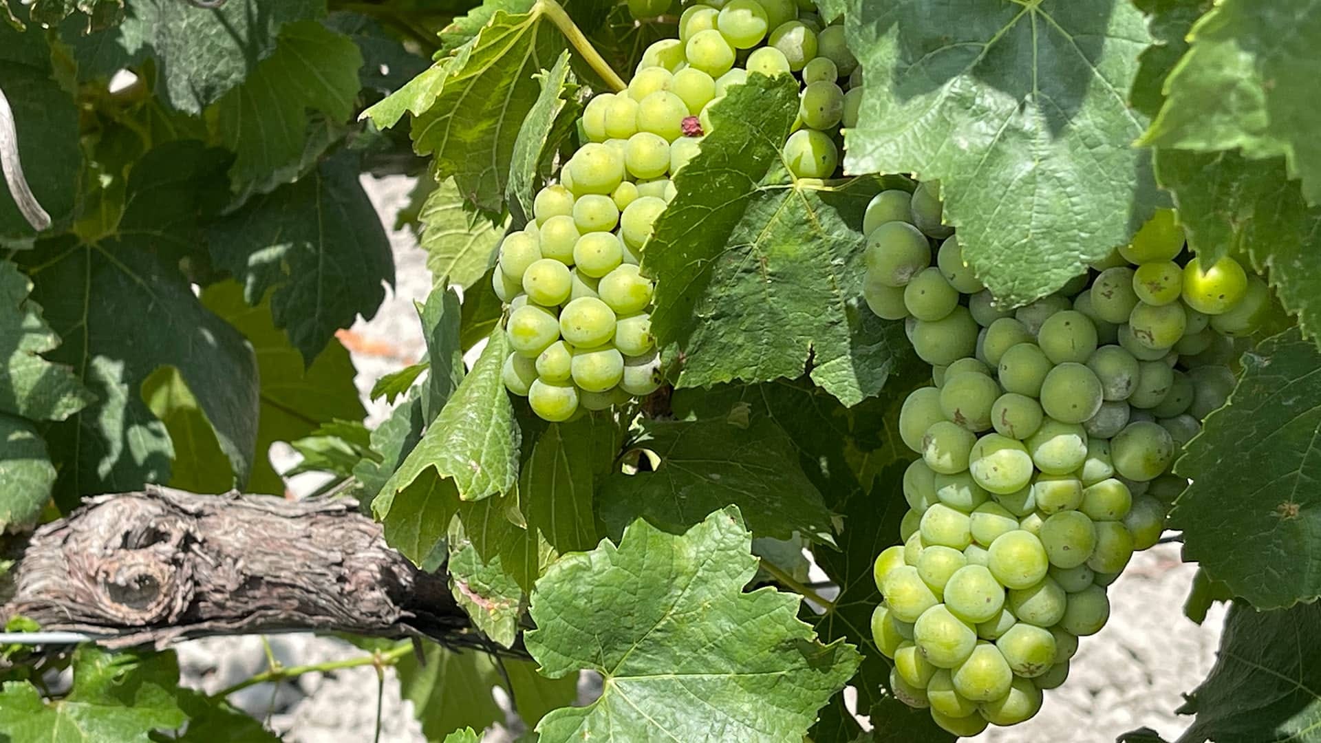 Todo lo que necesitas saber de la actualidad del vino