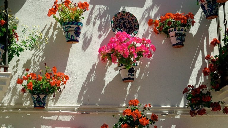 Vino andaluz, Andalucía tierra de vinos Miguel Domecq