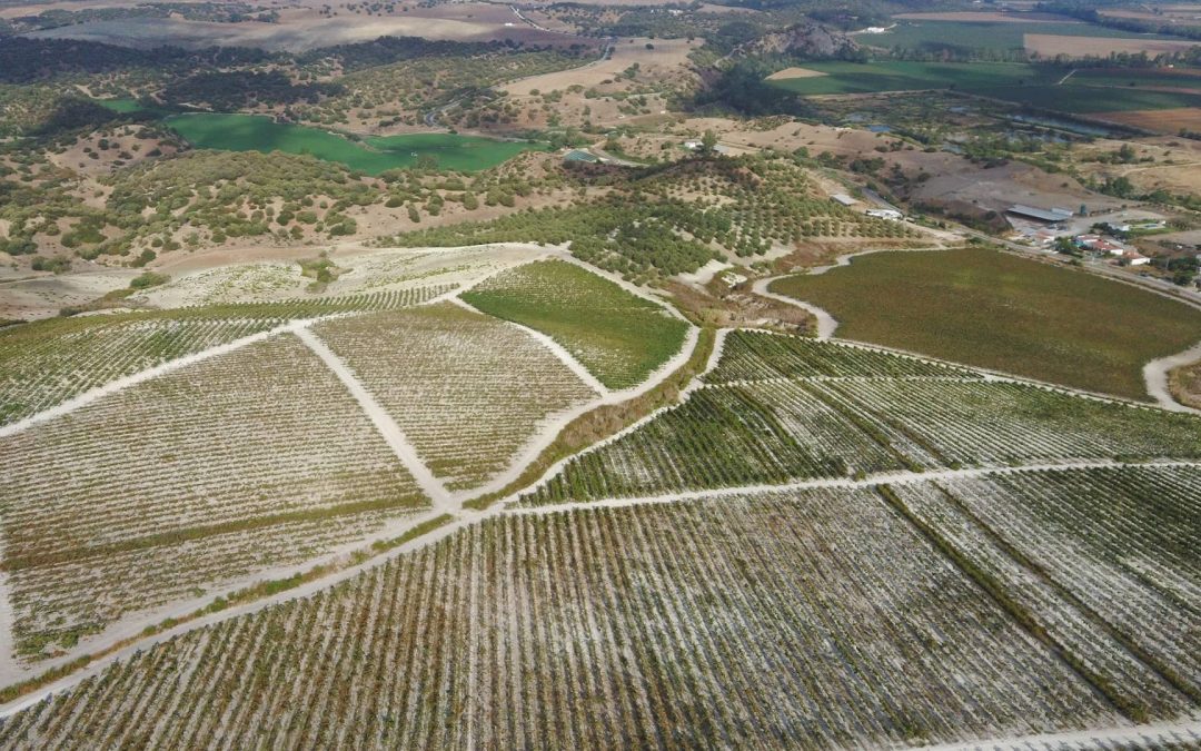 Visitar una bodega en Jerez: Empápate de la cultura del vino