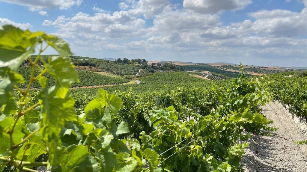 Vinos afrutados blancos elaborados en el sur de España