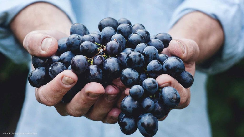 Vinos de la Tierra de Cádiz milenarios