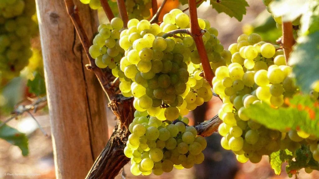 Vinos de la Tierra de Cádiz su origen 