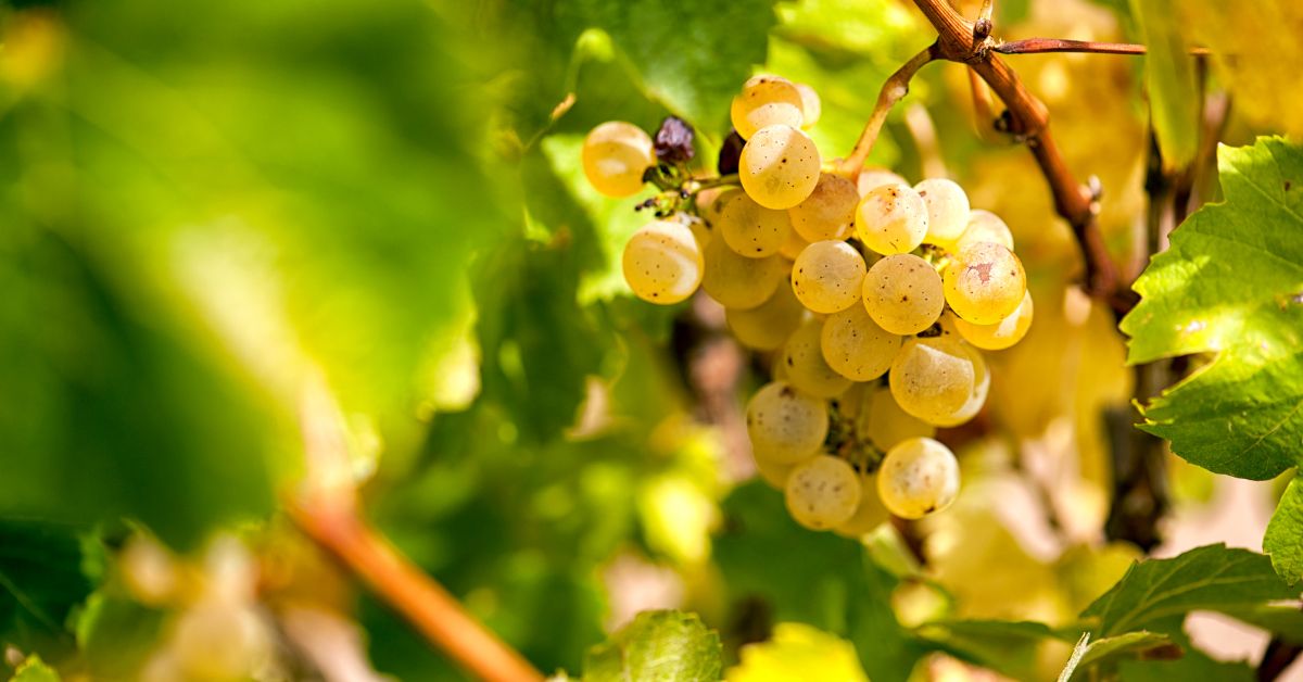 uva chardonnay
